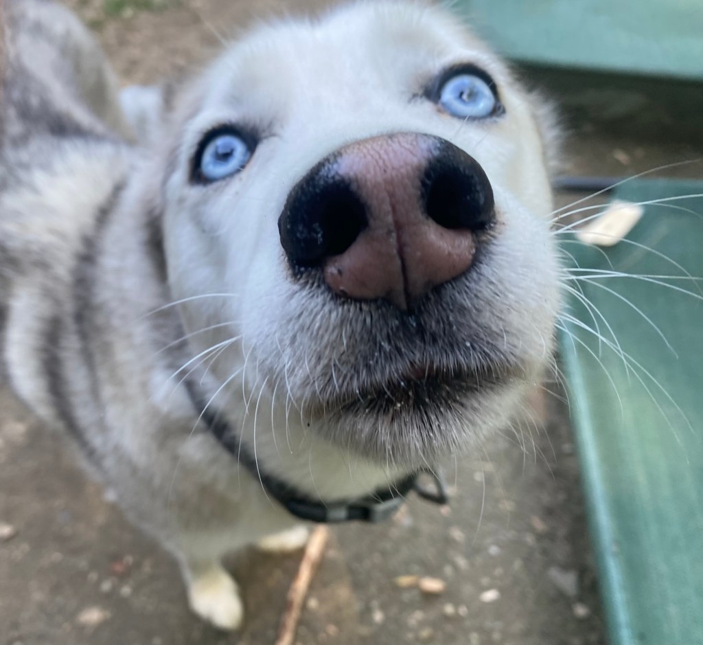 Ghost
