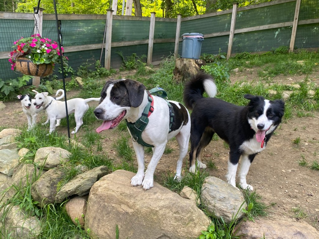 The Krew